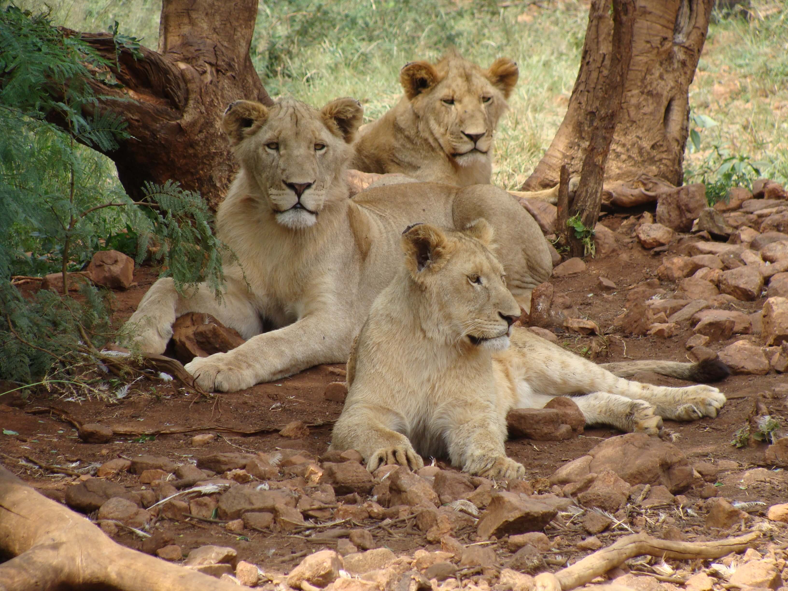 Lionesses