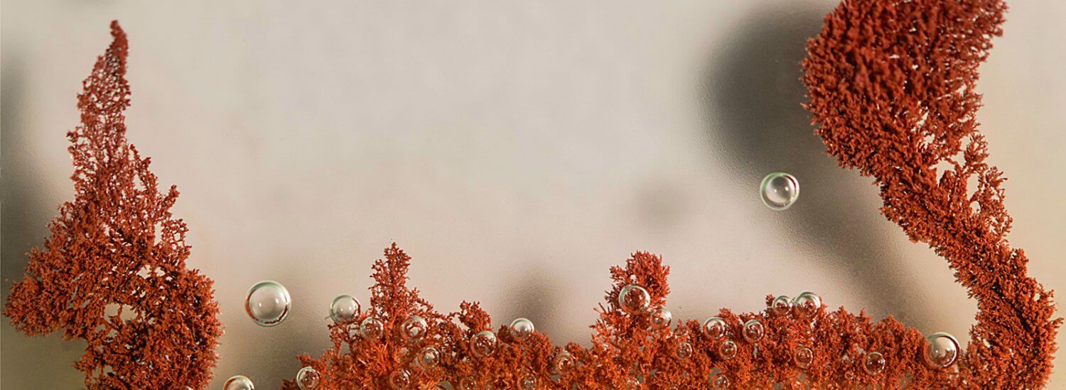 copper coral