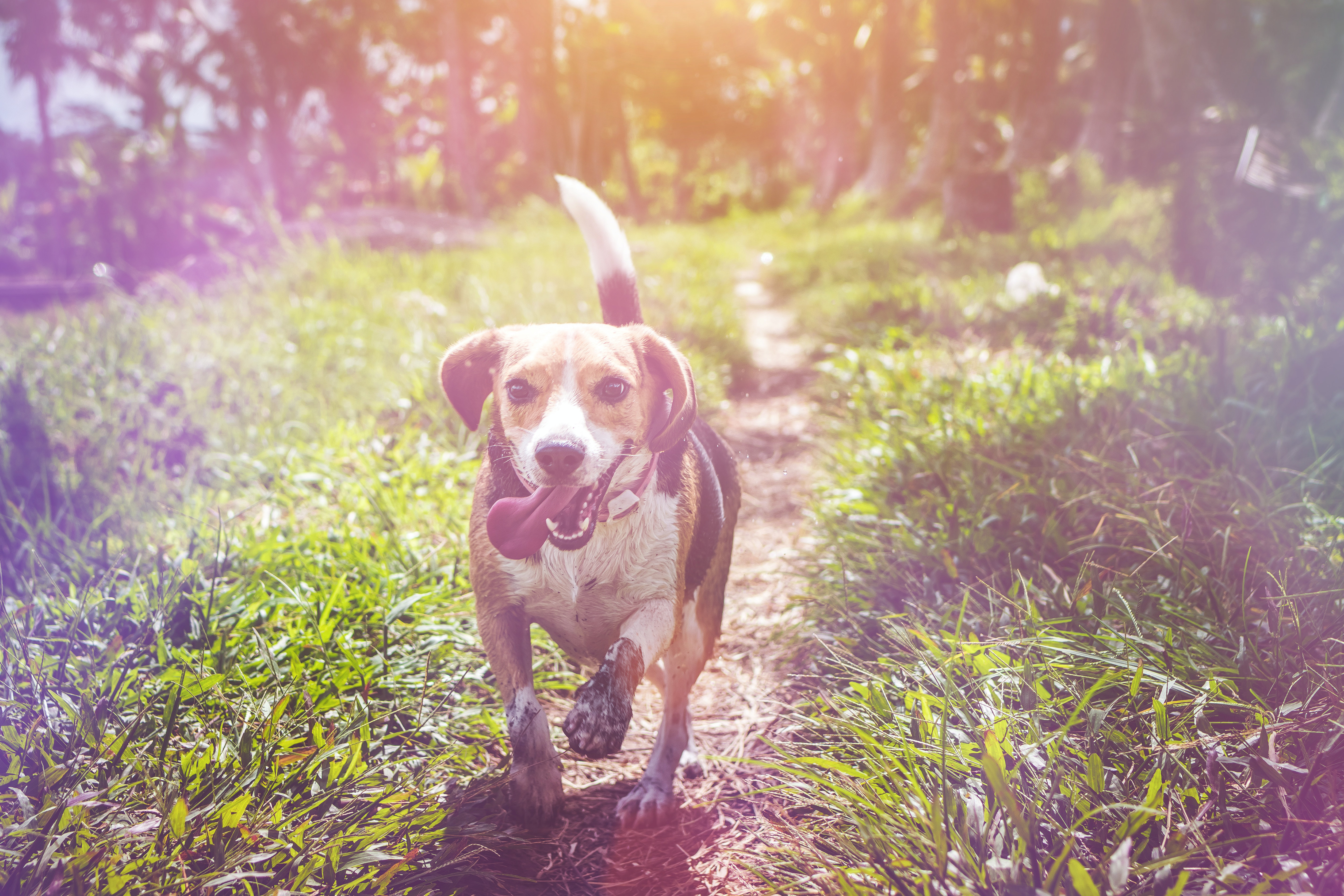 Dog walking down a path