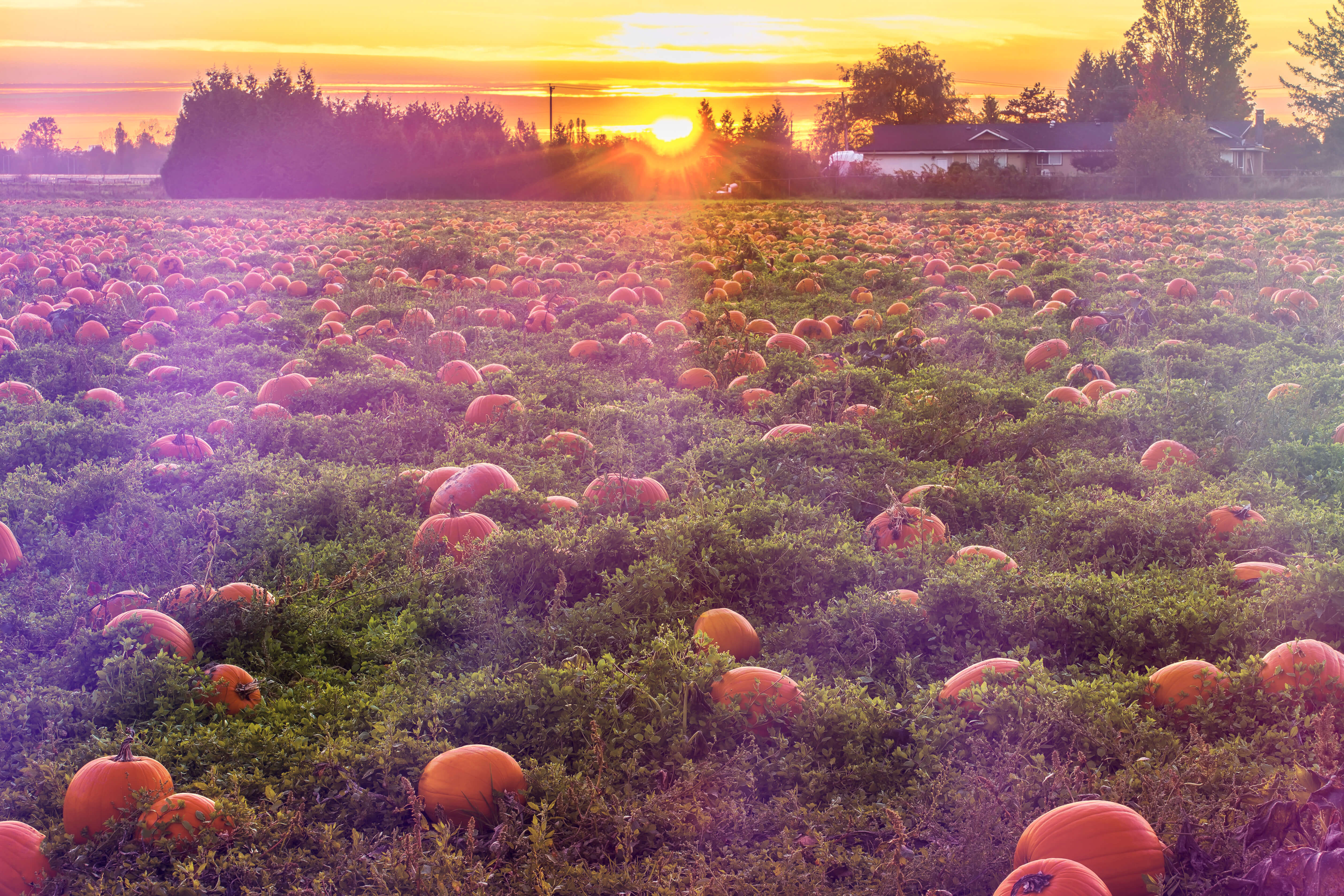 pumpkin field